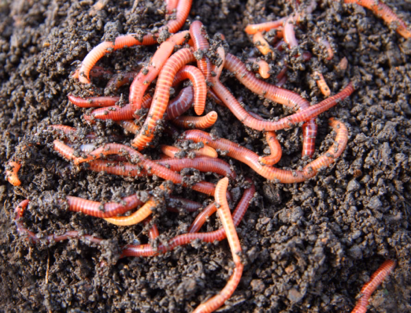 Demystifying Compostability From Global Standards to Invertebrate Toxicity Metrics
